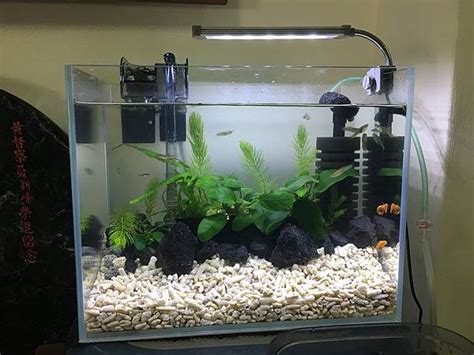 放魚|養魚新手入門：水族箱設缸完全教學！